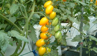 热卖圣女果种子黄色 樱桃小番茄西红柿 阳台盆栽蔬菜瓜果蔬果推荐