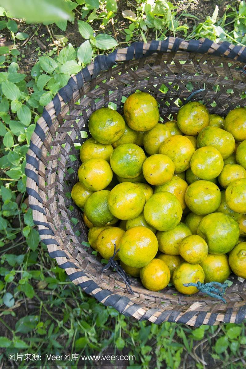 泰国清莱农业种植柑橘