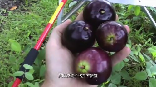 这种水果在国外被用来做绿化植物,引进中国变高端水果,你吃过没