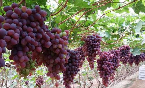 葡萄等水果种植