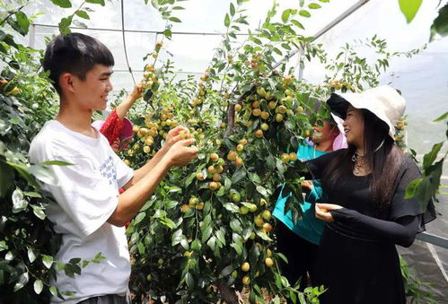 悦享丰收季 昭通巧家5万亩特色水果 预计产值达6.57亿元