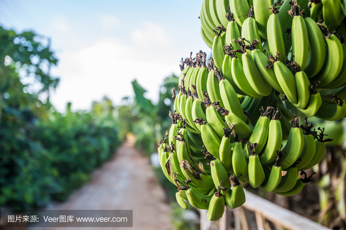 香蕉种植园的收获。