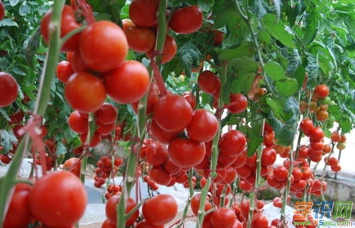 如何在种植大棚西红柿