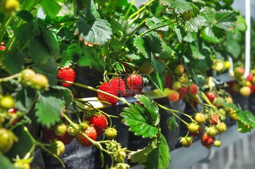 草莓农场种植在温室里图片素材下载_id:155512141 - veer图库